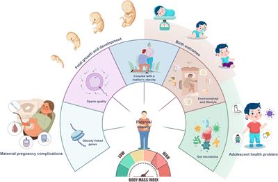 Editorial: The role of paternal obesity on offspring health